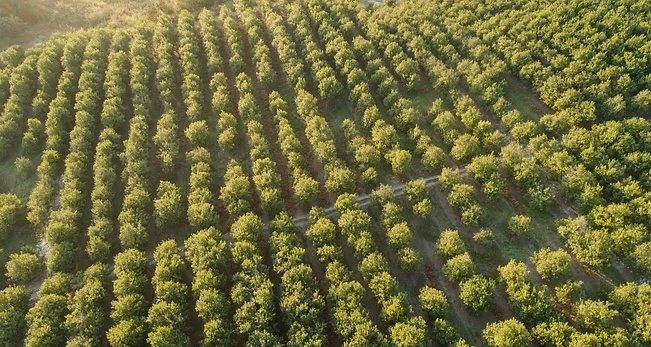 Macadamia orchard aerial view
